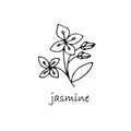 Jasmine plant sketch. Hand drawn ink art design object isolated stock vector illustration